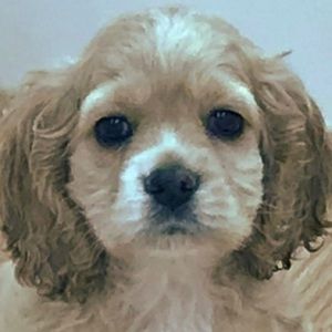 Meet your Posher, Victoria